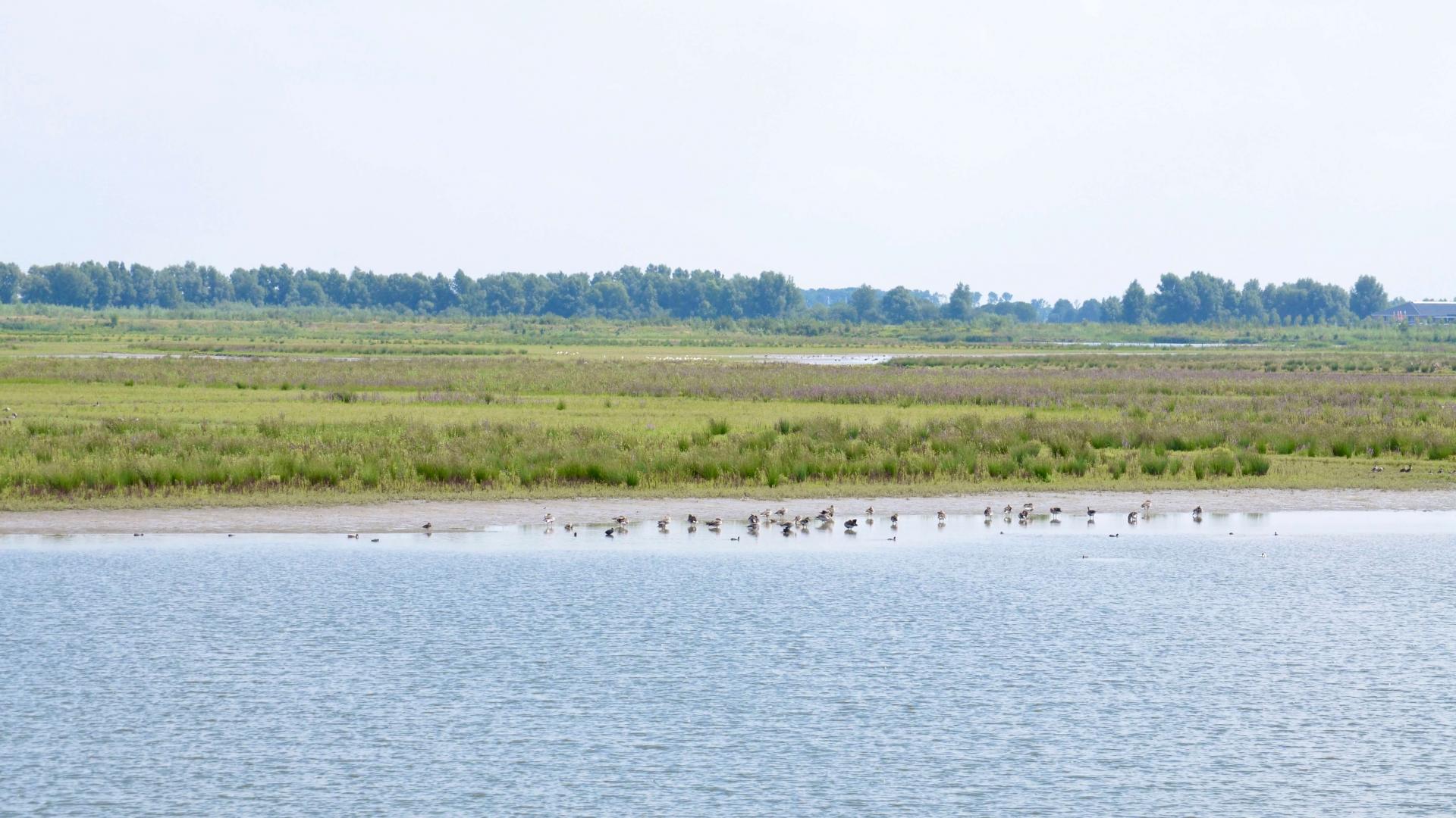 Foto van vogels in de Biesbosch bij Werkendam